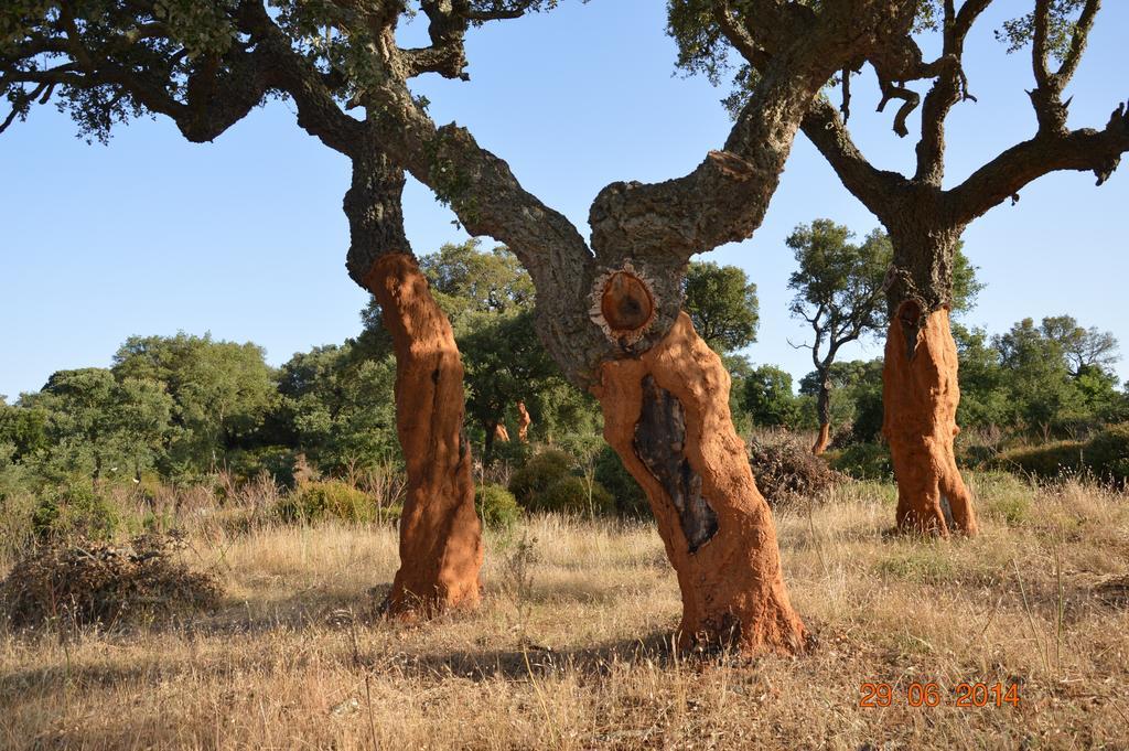 Agriturismo Costiolu